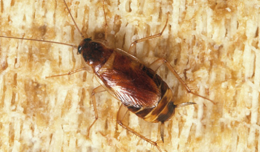 american cockroach