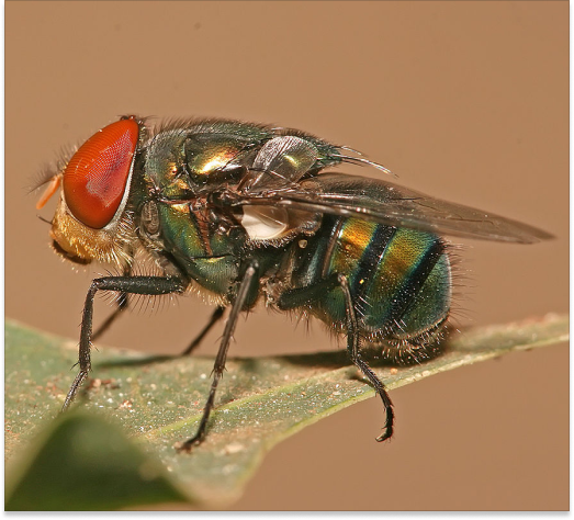 blow fly