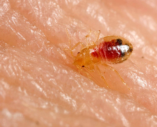 nymph bed bug